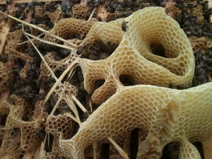 Bienengebäude